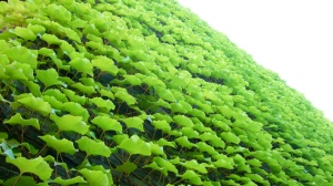 Ivy on the wall at Gimhae National Museum